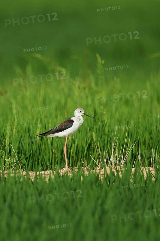 Black-winged stilt
