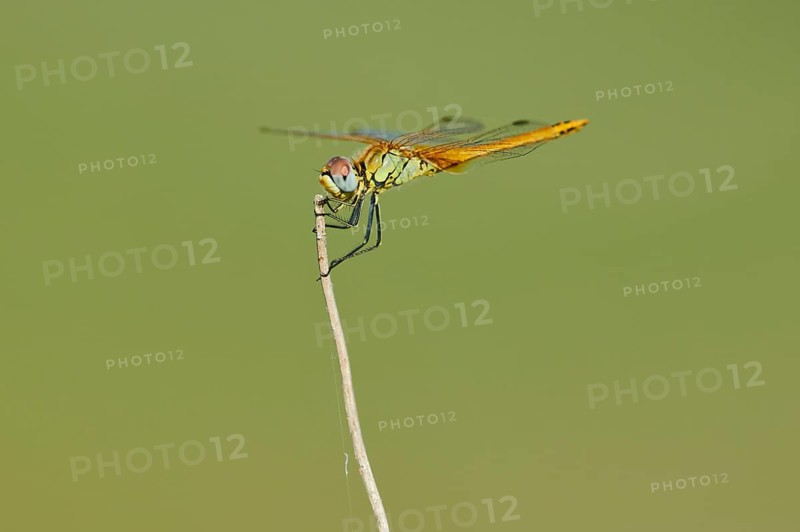Red-veined darter