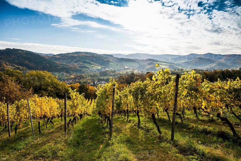 Vineyard in autumn