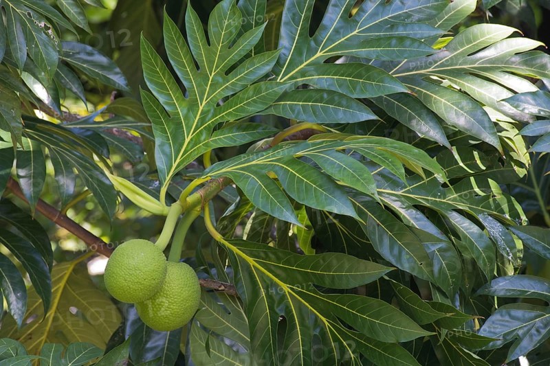 Breadfruit tree