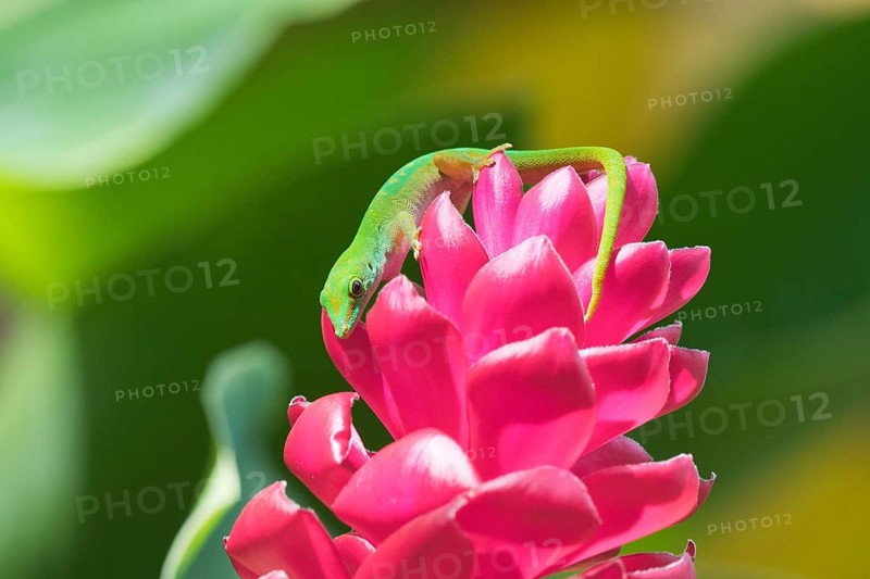 Small day gecko
