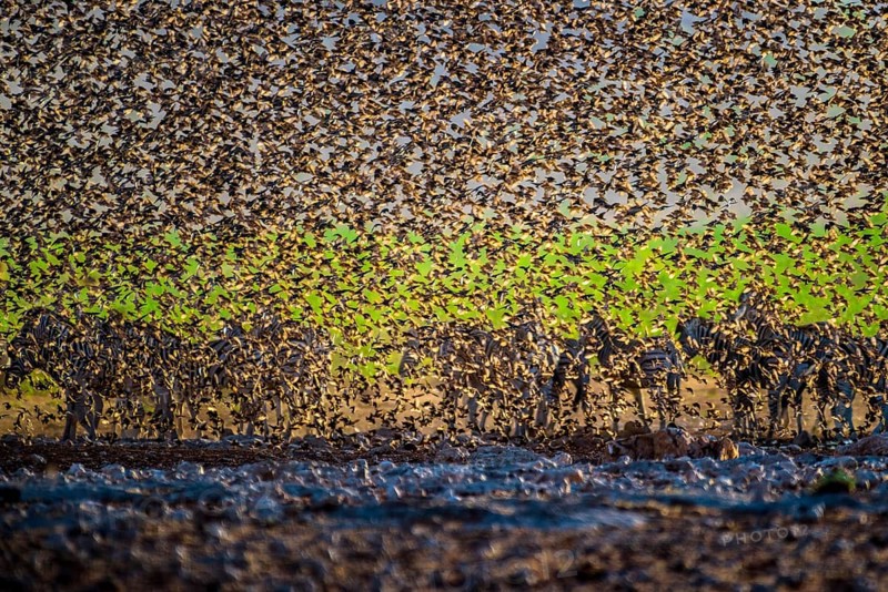 A mega flock of red-billed quelea