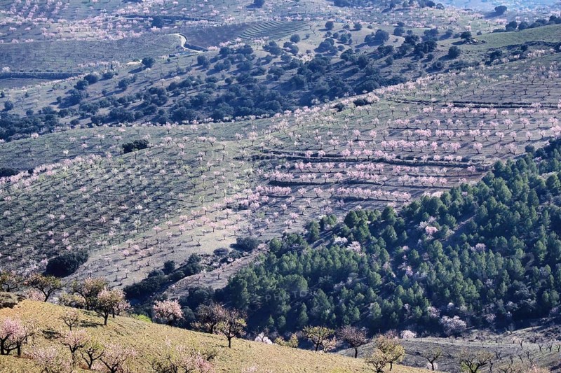 Several almond trees in blossom on mountain slope