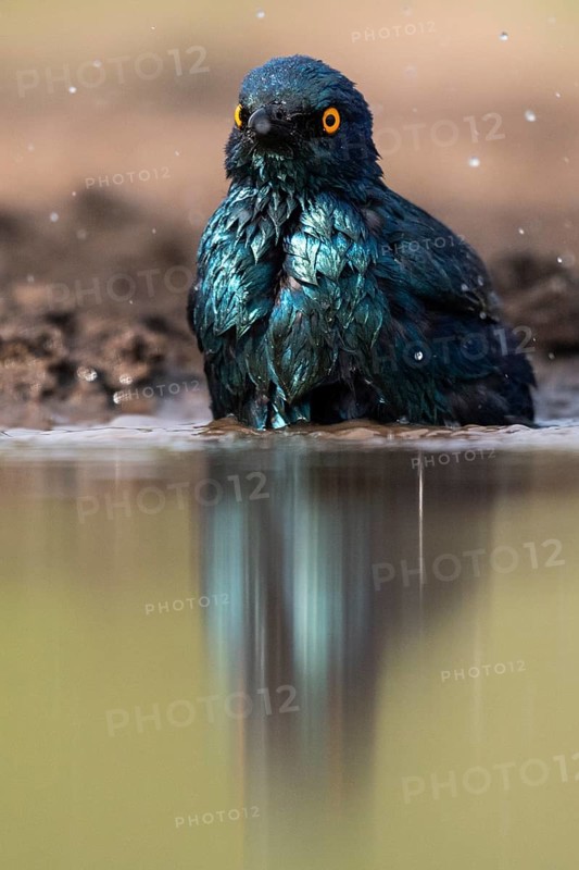 Cape starling
