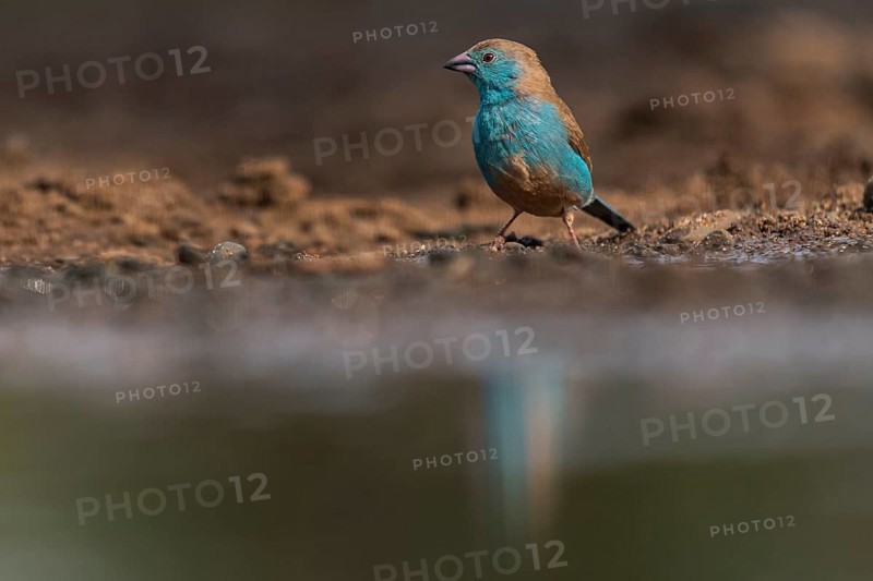 Blue waxbill