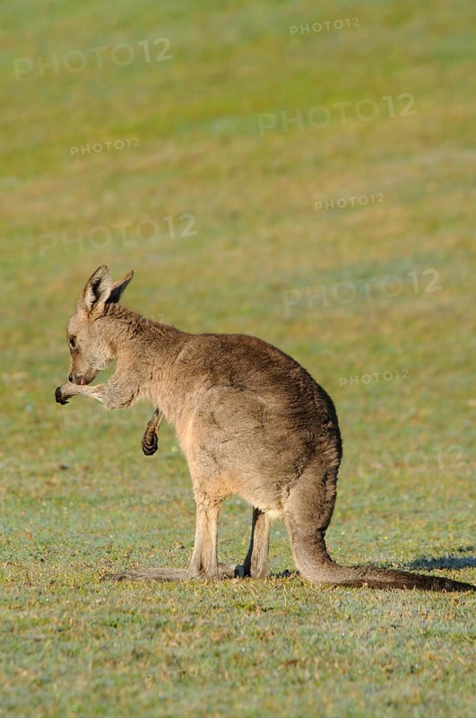 Eastern grey kangaroo