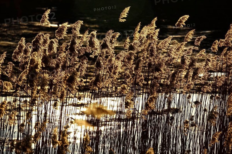Grasses in the sunlight