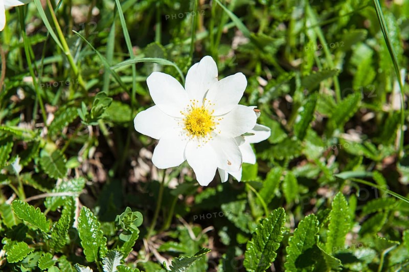 White flower