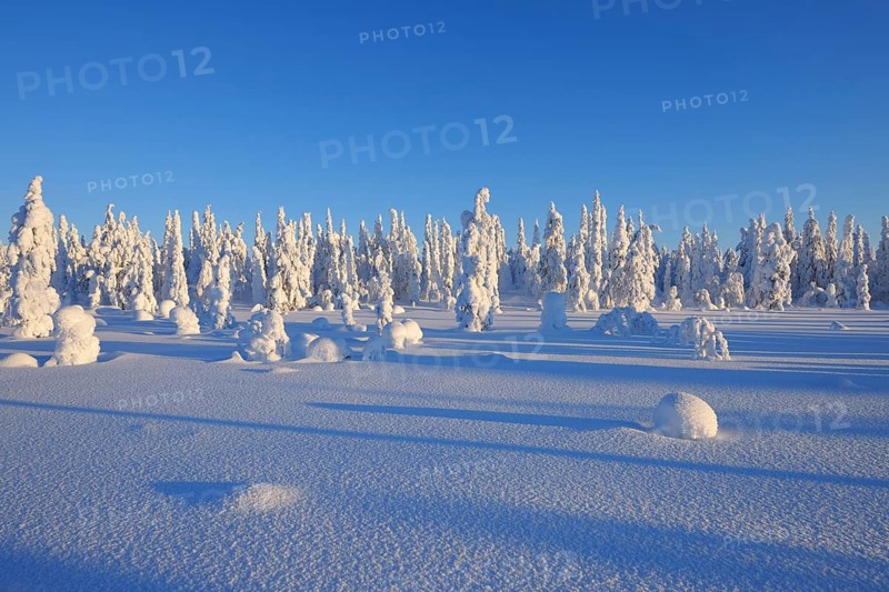 Snow covered winter landscape