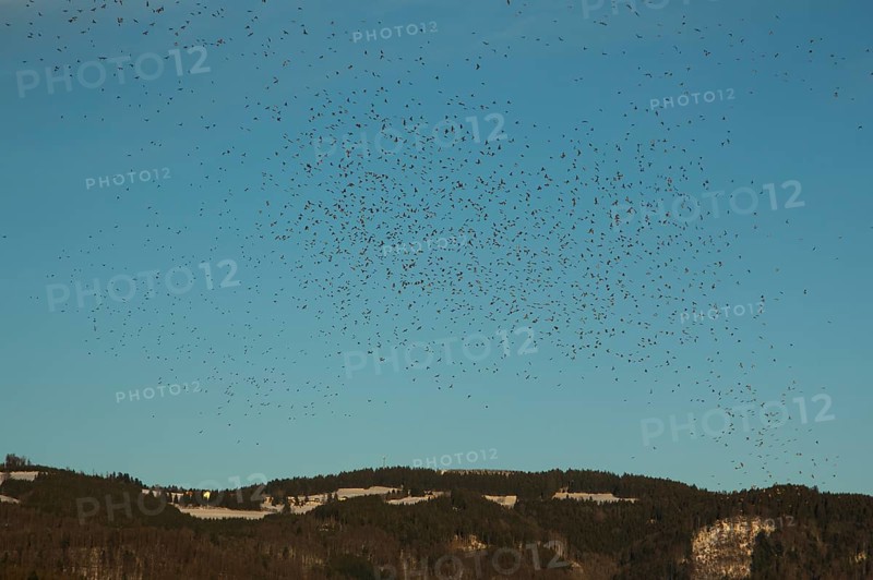 Brambling