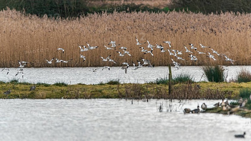 Pied Avocets and Eurasian Wigeons in a flight over Marshland