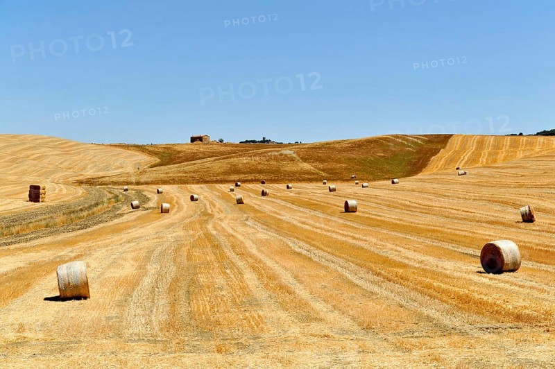 Harvested wheat field
