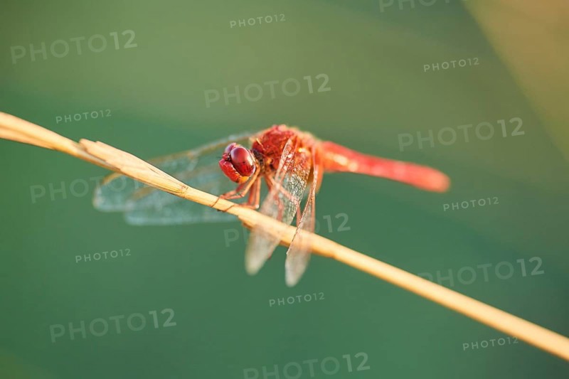 Red-veined darter