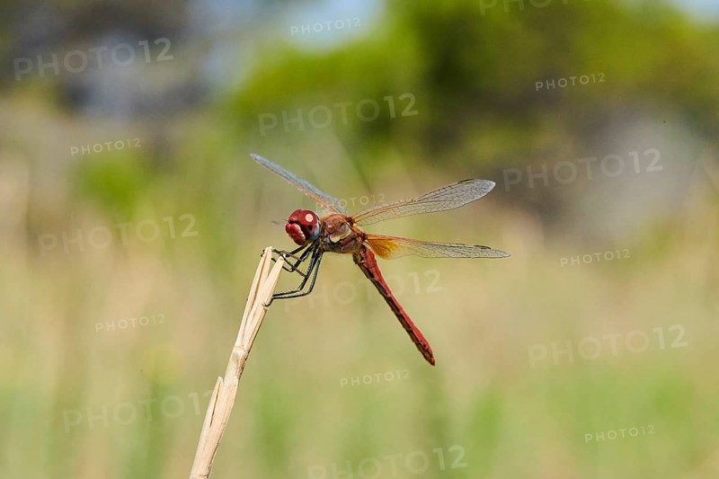 Red-veined darter