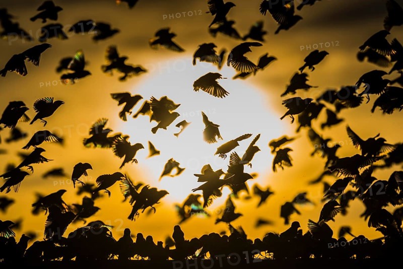 A mega flock of red-billed quelea