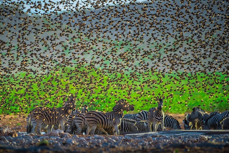 A mega flock of red-billed quelea