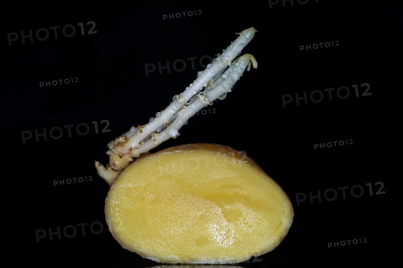 Halved potato