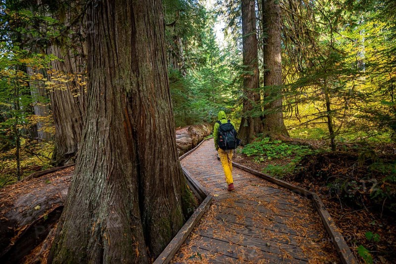 Hiker on logging trail between western red cedar