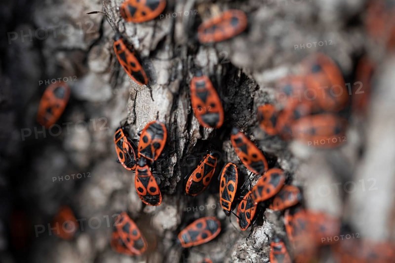 Fire bugs