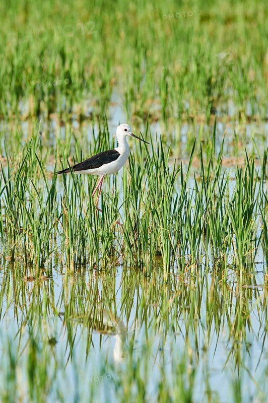 Black-winged stilt