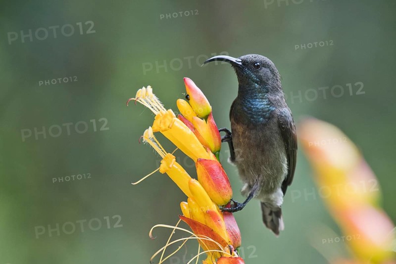 Seychelles Sunbird
