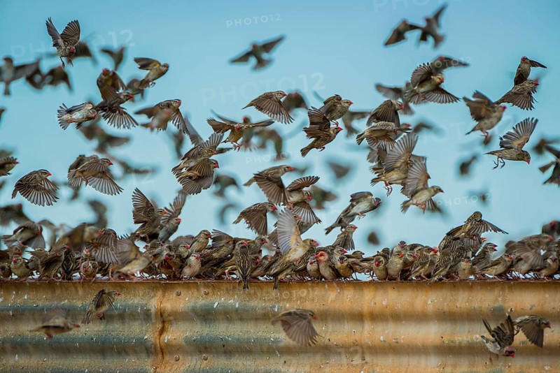 A mega flock of red-billed quelea