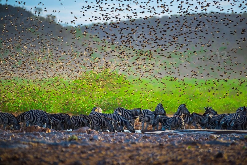A mega flock of red-billed quelea