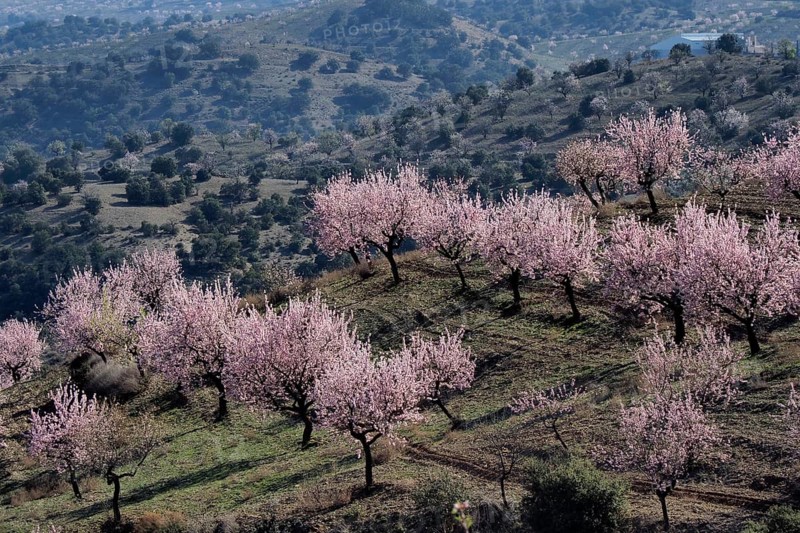 Several almond trees in blossom on mountain slope