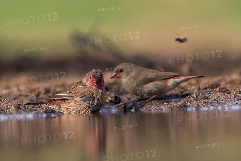 Red-billed firefinch