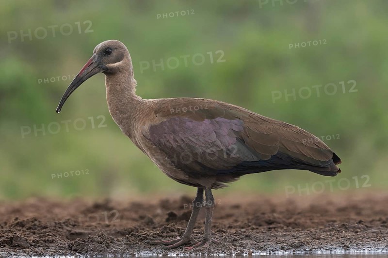 Hagedash Ibis