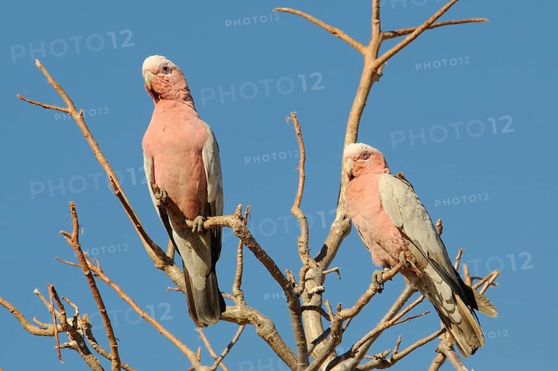 Galahs