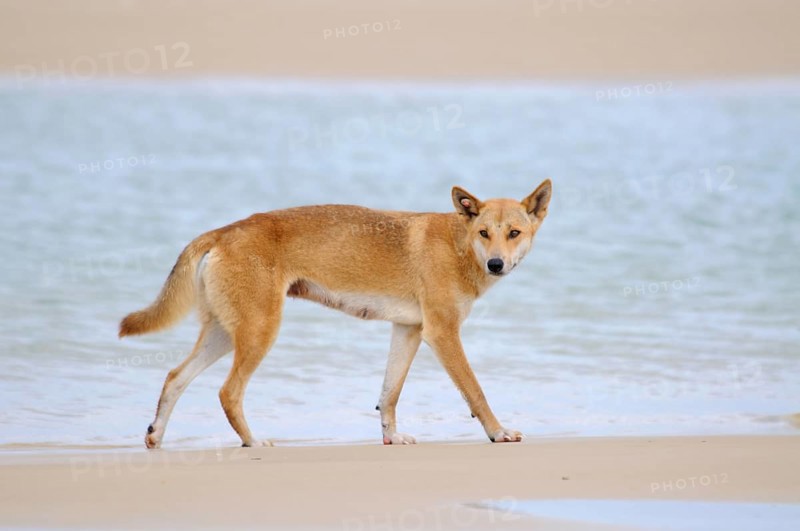 Dingo