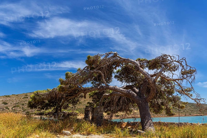 Pine tree on the fortress wall of the sea fortress on the island of Spinalonga in the Mediterranean Sea