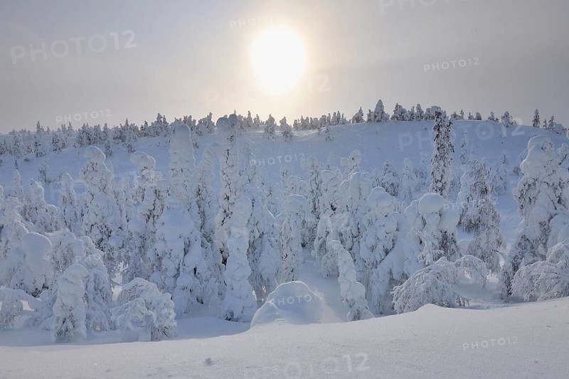 Snow covered trees in snow fall