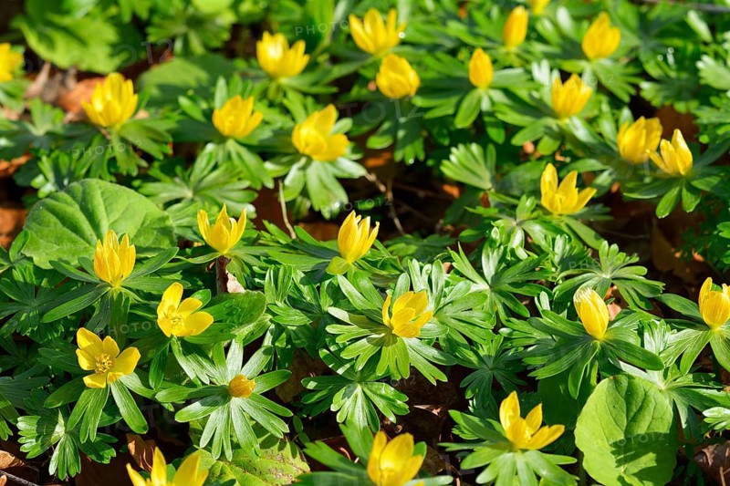 Winteraconite in the Spring