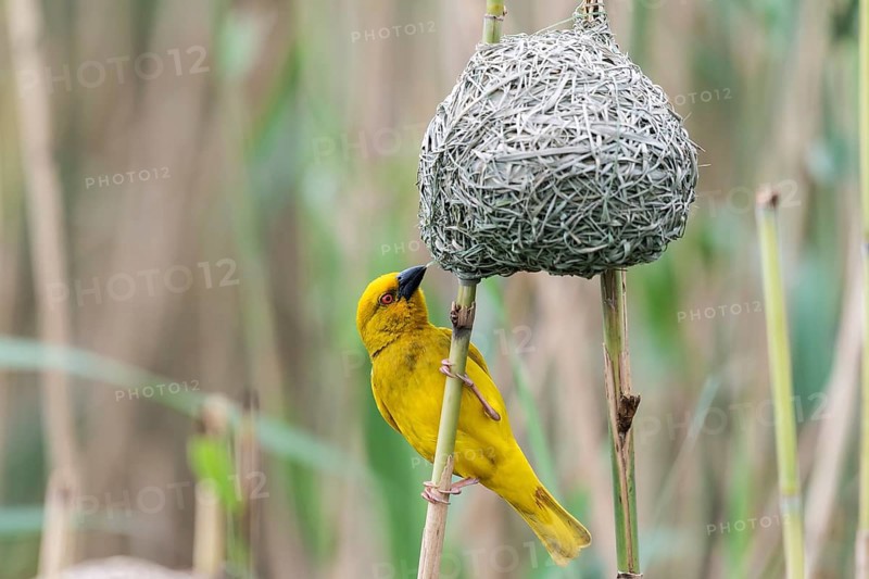 Eastern golden weaver