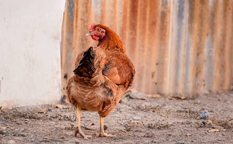 Domestic hen
