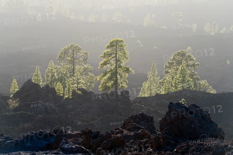 Canary island pines