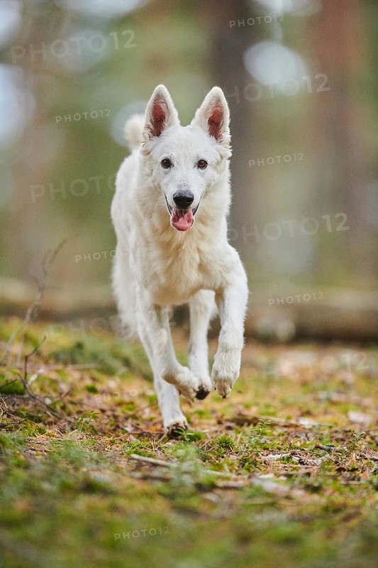 White Swiss Shepherd Dog