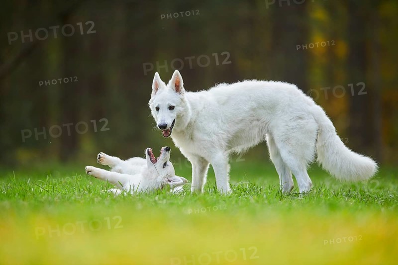 White Swiss Shepherd Dog