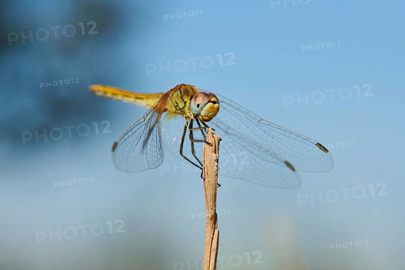 Red-veined darter