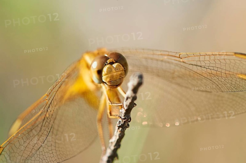 Red-veined darter