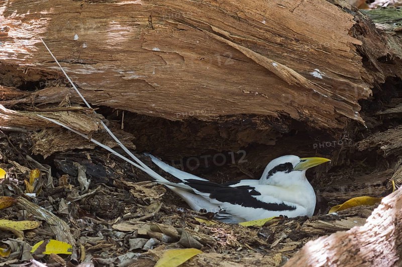 White-tailed Tropicbird