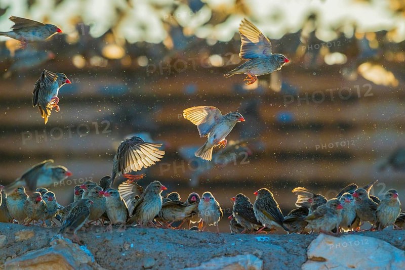 A mega flock of red-billed quelea