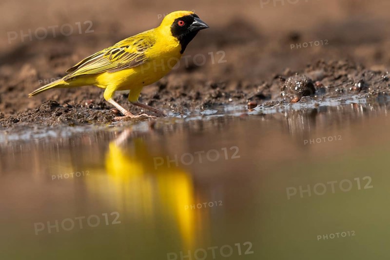 Southern masked weaver