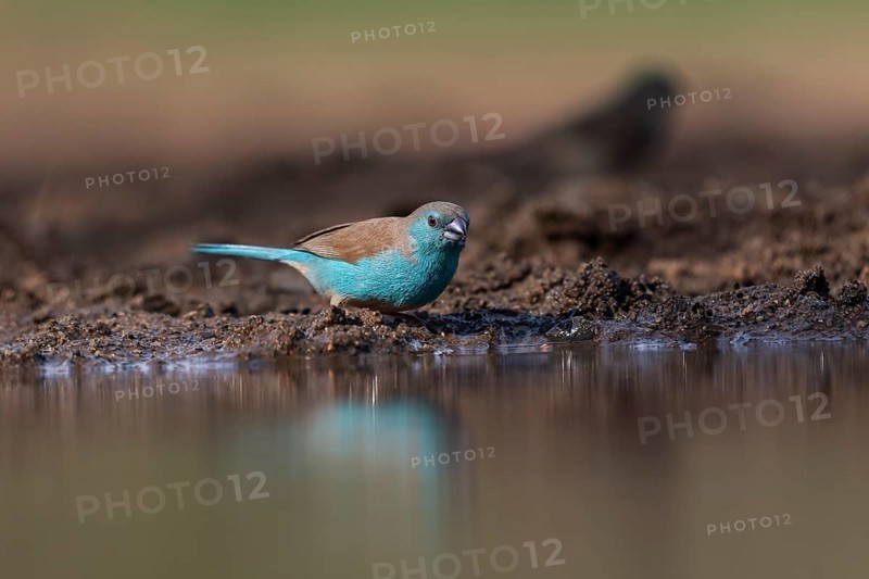 Blue waxbill