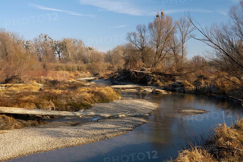 Alluvial forest