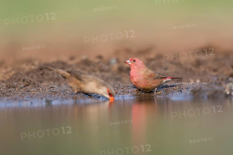 Red-billed firefinch