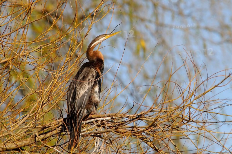 Darter