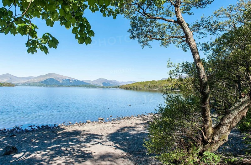 Trees on the shore